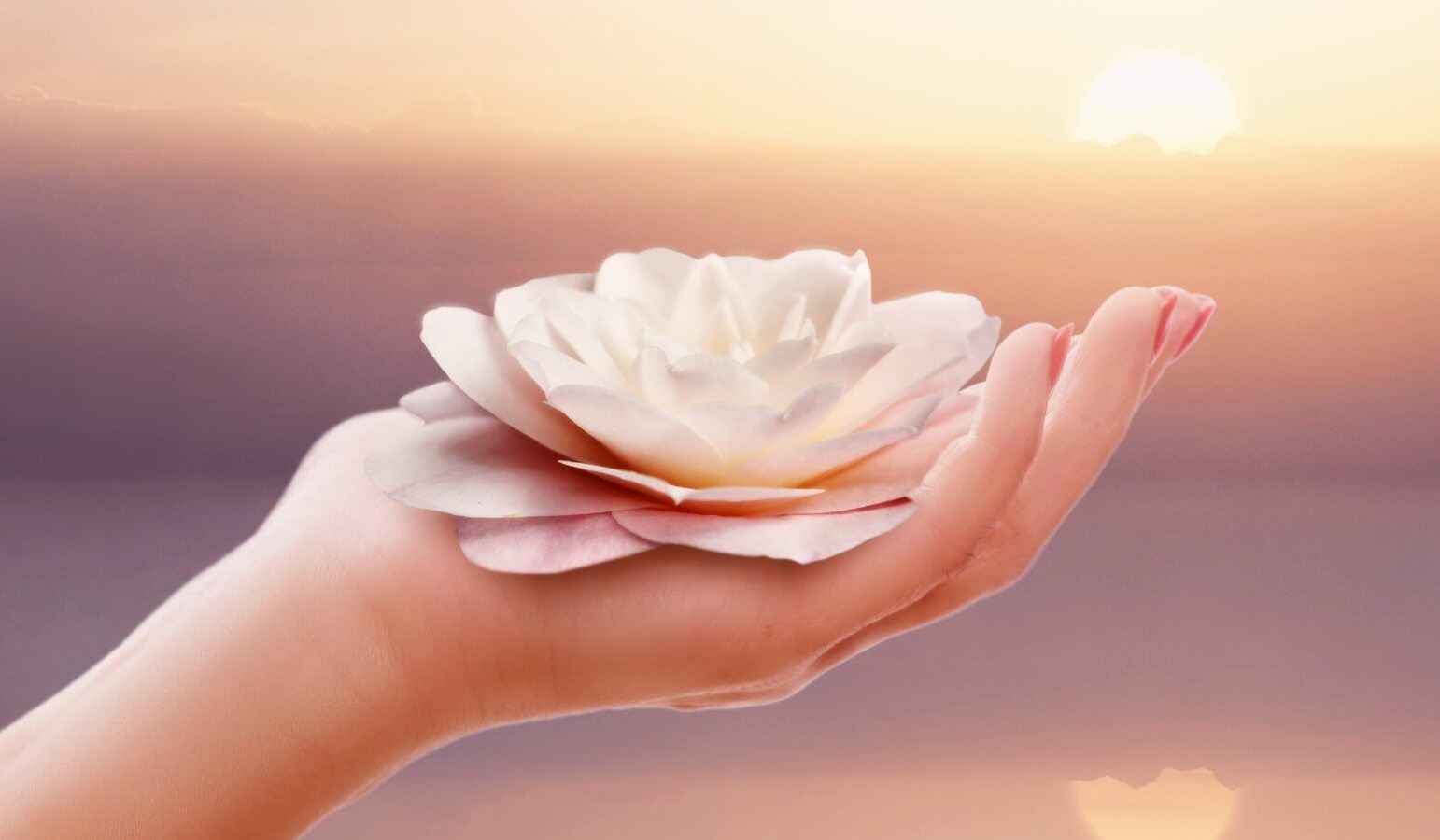 A hand holding a blossomed flower against the backdrop of a sunset