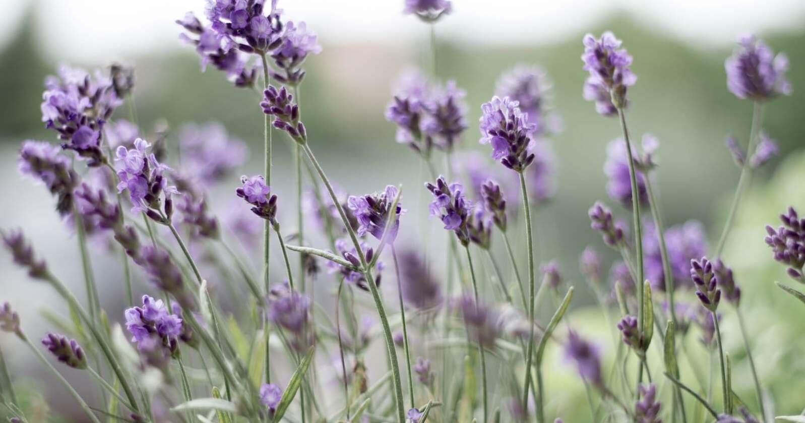 Lavender flowers blooming in a sunlit field, representing the multifaceted health benefits of the lavender plant.